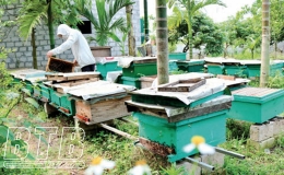 Mùa gom mật ngọt
