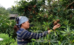 Nâng tầm sản phẩm OCOP hồng xiêm Lô Giang gắn với du lịch