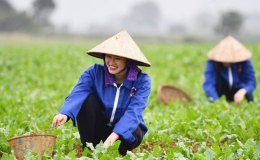 Tăng thu nhập của lao động sản xuất lâm nghiệp lên gấp 1,5 lần
