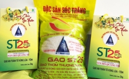 Thông tin gạo ST24, ST25 được ưu đãi thuế xuất sang EU là không chính xác