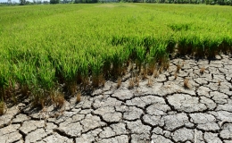 Tin dự báo xâm nhập mặn tỉnh Thái Bình 