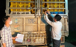 Trạm Kiểm dịch động vật Cầu Nghìn: Kiểm soát 77 phương tiện vận chuyển động vật, sản phẩm động vật trong tháng 4/2024