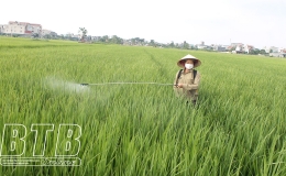Vũ Thư: Phun phòng trừ sâu cuốn lá nhỏ cho 100% diện tích lúa xuân