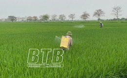 Đông Hưng: Phòng, trừ sâu bệnh, bảo vệ lúa xuân