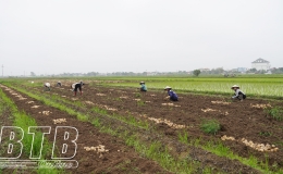 Làm giàu trên đồng đất trũng