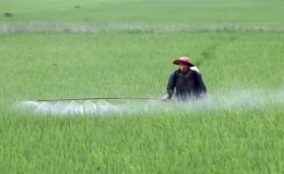 Sinh vật gây hại có chiều hướng gia tăng trên nhiều loại cây trồng