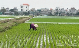Vũ Thư: Tăng cường các biện pháp bảo vệ lúa xuân