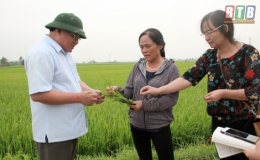 Tăng cường công tác chỉ đạo sản xuất, phòng trừ sâu bệnh bảo vệ lúa xuân