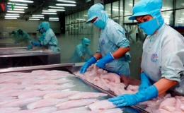 Cá tra Việt Nam bị áp thuế chống bán phá giá tại Mỹ