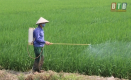 Thái Thụy: Phun trừ sâu cuốn lá và rầy các loại cho 9.000ha lúa xuân
