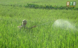 Bệnh đạo ôn cổ bông diễn biến phức tạp