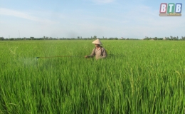 Lúa xuân dự kiến cho thu hoạch sớm từ 7 – 10 ngày