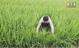 Nguy cơ bùng phát bệnh đạo ôn cổ bông trên lúa xuân