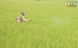 Nam Phú: Tập trung phòng, trừ sâu bệnh