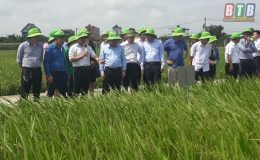 Đánh giá mô hình nghiên, cứu chọn tạo giống lúa của ThaiBinh Seed Group