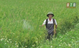 Hưng Hà: trên 2.000ha lúa bị nhiễm rầy