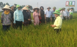 Tham quan mô hình cấy giống lúa TBR 279
