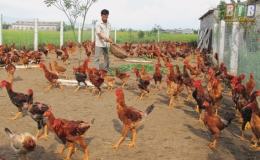 Chăm sóc đàn vật nuôi mùa nắng nóng