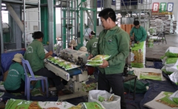 Xây dựng thương hiệu gạo Việt trên nền tảng chữ “Tâm”