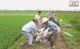Một số tồn tại trong công tác phòng, chống bệnh dịch tả lợn châu Phi