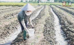 Vũ Thư: Giảm diện tích dưa lê vụ hè