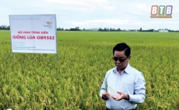 Xây thương hiệu gạo Việt trên nền tảng chữ “tâm”