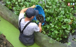 Nuôi ốc nhồi, nuôi chơi - ăn thật