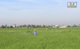Đông Hưng: Phòng trừ sâu bệnh bảo vệ lúa xuân cuối vụ