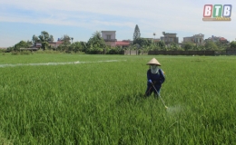 Đông Hưng: Trên 11.000ha lúa xuân được phòng trừ sâu bệnh
