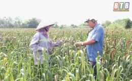 Hiệu quả cây kê trên vùng đất bãi