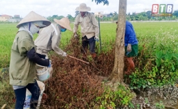 Hiệu quả mô hình diệt chuột của HTX DVNN Đông Hà