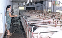Hưng Hà chăm sóc, bảo vệ đàn gia súc, gia cầm
