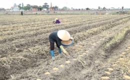 Huyện Kiến Xương phấn đấu diện tích gieo trồng cây màu hè thu đạt trên 1,2 nghìn ha