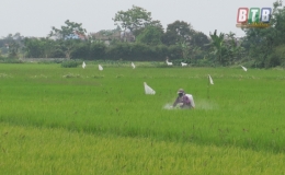 Kiến Xương hoàn thành phun trừ sâu cuốn lá nhỏ đợt 2