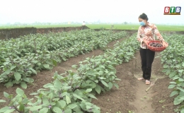Liên kết sản xuất giúp hội viên tiêu thụ nông sản