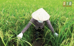 Phòng, trừ sâu bệnh hại lúa xuân cuối vụ