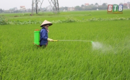 Thái Thụy phun trừ sâu cuốn lá nhỏ cho gần 12.000ha lúa xuân