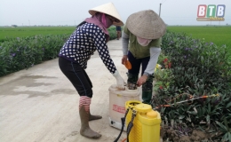 Thái Thụy tập trung phòng trừ sâu bệnh bảo vệ hơn 12.600 ha lúa xuân