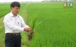 Thành phố: Chăm sóc, bảo vệ lúa xuân cuối vụ