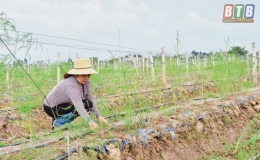 Tích tụ ruộng đất trồng măng tây cho thu nhập cao