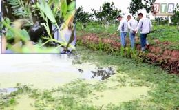 “Vua” ốc bươu đen