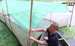 Vua ốc bươu đen