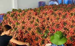 50 tấn vải thiều đã được xuất khẩu sang Nhật Bản