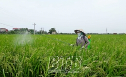 92% diện tích lúa xuân đã trỗ bông