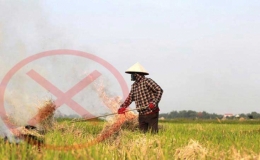 Công văn số 2120 của UBND tỉnh Thái Bình về việc chỉ đạo không đốt rơm rạ để bảo vệ môi trường và trật tự an toàn giao thông