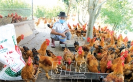 Giá thức ăn chăn nuôi tăng cao, người chăn nuôi gặp khó khăn