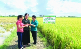 Hiệu quả từ mô hình cấy lúa thân thiện với môi trường