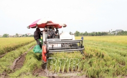 Hưng Hà: Bước vào thu hoạch lúa xuân