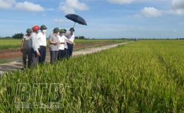 Kiến Xương: Đánh giá năng suất lúa xuân