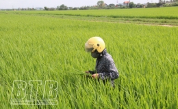 Kiến Xương: Phát động phun thuốc phòng trừ sâu cuốn lá nhỏ lứa gối